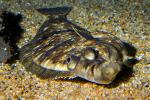 Pacific Dover sole, Platija escurridiza, (Microstomus pacificus), Pleuronectiformes, Pleuronectidae, flounder, flatfish, bottomfish, AAAD02_047