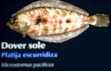 Pacific Dover sole, Platija escurridiza, (Microstomus pacificus), Pleuronectiformes, Pleuronectidae, flounder, flatfish, bottomfish, AAAD02_052