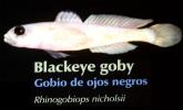 Blackeye Goby, (Rhinogobiops nicholsii), Perciformes, Gobiidae, AAAD02_063