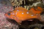 Rosy Rockfish (Sebastes rosaceus), Scorpaeniformes, Sebastidae, AAAD02_075