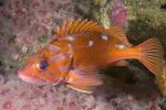 Rosy Rockfish (Sebastes rosaceus), Scorpaeniformes, Sebastidae, AAAD02_076