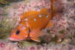 Rosy Rockfish, (Sebastes rosaceus), Scorpaeniformes, Sebastidae, AAAD02_077
