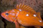 Rosy Rockfish, (Sebastes rosaceus), Scorpaeniformes, Sebastidae, AAAD02_078