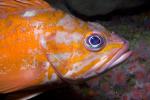 Rosy Rockfish, (Sebastes rosaceus), Scorpaeniformes, Sebastidae, AAAD02_079