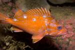 Rosy Rockfish, (Sebastes rosaceus), Scorpaeniformes, Sebastidae, AAAD02_080
