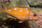 Rosy Rockfish (Sebastes rosaceus), Scorpaeniformes, Sebastidae, AAAD02_081