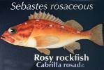 Rosy Rockfish (Sebastes rosaceus), Scorpaeniformes, Sebastidae, AAAD02_082