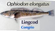 Lingcod, (Ophiodon elongatus), Scorpaeniformes, Hexagrammidae, Greenling, AAAD02_089