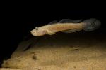 Goby, AAAD02_126