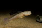 Goby, AAAD02_128