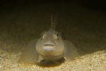 Goby, AAAD02_134