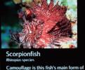 Scorpionfish, Rhinopias species