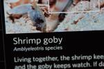 Shrimp Goby, Amblyeleotris species