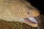 Laced Moray, Leopard Moray, Tesselate Moray, Honeycomb Moray Eel, (Gymnothorax favagineus), Anguilliformes, Muraenidae, AAAD02_172