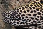 Laced Moray, Leopard Moray, Tesselate Moray, Honeycomb Moray Eel, (Gymnothorax favagineus), Anguilliformes, Muraenidae, AAAD02_176