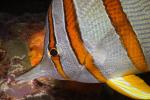 Butterfly Nose Angelfish, Long Nosed Butterflyfish, (Chetodon kleini), (Orange Butterflyfish), AAAD02_189