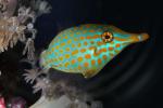Red Sea Longnose Filefish, (Oxymonacanthus halli), or, (Oxymonacanthus longirostris), Orange Polka-dots, AAAD02_200