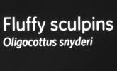 Fluffy Sculpins, (Oligocottus snyderi)