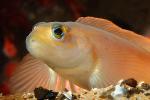 Goby or Sculpin?, AAAD02_204