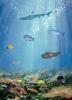 Under the Sea, underwater, fish, AAAD02_214B