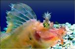 Scorpionfish, Paintography, AAAD02_216