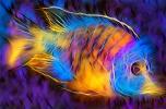 Abstract Actinopterygii Fish