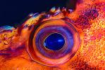 Fish Eye Graphic, Eyeball, scales, Abstract