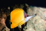 Long-nose Butterfly Fish, (Forcipiger flavissimus), AAAV01P01_12.4091