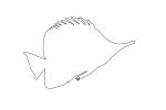 Long-nose Butterfly Fish Outline, (Forcipiger flavissimus), line drawing, shape