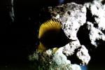 Long-nose Butterfly Fish, (Forcipiger flavissimus), AAAV01P01_13