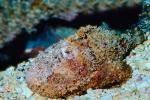 Deadly Stonefish, Reef Stonefish, (Synanceia verrucosa), Scorpaeniformes, Synanceiidae, venomous, scorpionfish, venemous, AAAV01P01_18.4091