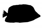 Tinker's Butterflyfish silhouette, logo, shape, AAAV01P02_06M