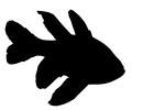 Orbiculate Cardinalfish Silhouette, (Apogon orbicularis), Perciformes, Percoidei, Percoidea, Apogonidae, logo, shape, AAAV01P02_12M