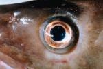 Fish Eye, AAAV01P03_13.4091