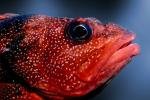 Rockfish, eyes, mouth, lips, AAAV01P04_06.4091