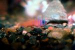 Catalina Goby, (Lythrypnus dalli), [Gobiidae], blue-banded goby, AAAV01P04_07.4091