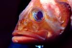 Rockfish eye, lips, mouth, face, AAAV01P04_14