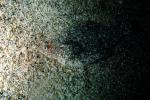 Sand Dab, flatfish, bottomfish, AAAV01P05_07