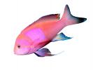 Squarespot Anthias, photo-object, object, cut-out, cutout, AAAV01P05_18F