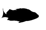 Rockfish silhouette, logo, shape, AAAV01P06_12M