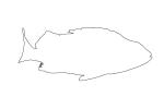 Rockfish Outline, line drawing, shape