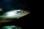 herring, sardine, AAAV01P08_10.4091