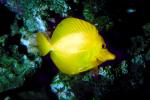 Yellow Tang, (Zebrasoma flavescens), Perciformes, Acanthuroidei, Acanthuridae, surgeonfish, AAAV01P08_13.4091