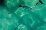 water texture, fish, tropical, Xel-Ha, Quintana Roo, AAAV01P08_15.4091