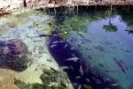 water texture, fish, tropical, Xel-Ha, Quintana Roo, AAAV01P08_16