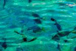 water texture, fish, tropical, Xel-Ha, Quintana Roo