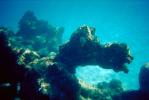 underwater coral, AAAV01P09_01.2563
