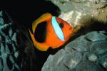 Tomato Clownfish Underwater, (Amphiprion frenatus), Perciformes, Pomacentridae