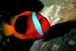 Tomato Clownfish, (Amphiprion frenatus), Perciformes, Pomacentridae, AAAV01P09_17.4091