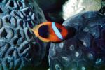 Tomato Clownfish, (Amphiprion frenatus), Perciformes, Pomacentridae, AAAV01P09_19